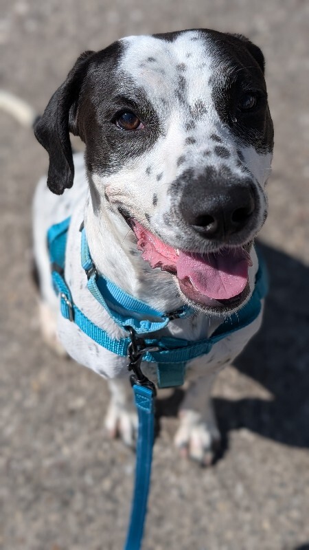 View Dehner the Dog Photo #6