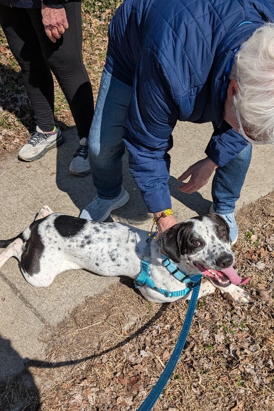 View Dehner the Dog Photo #7