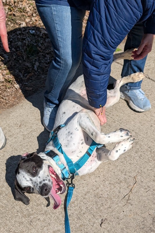 View Dehner the Dog Photo #4