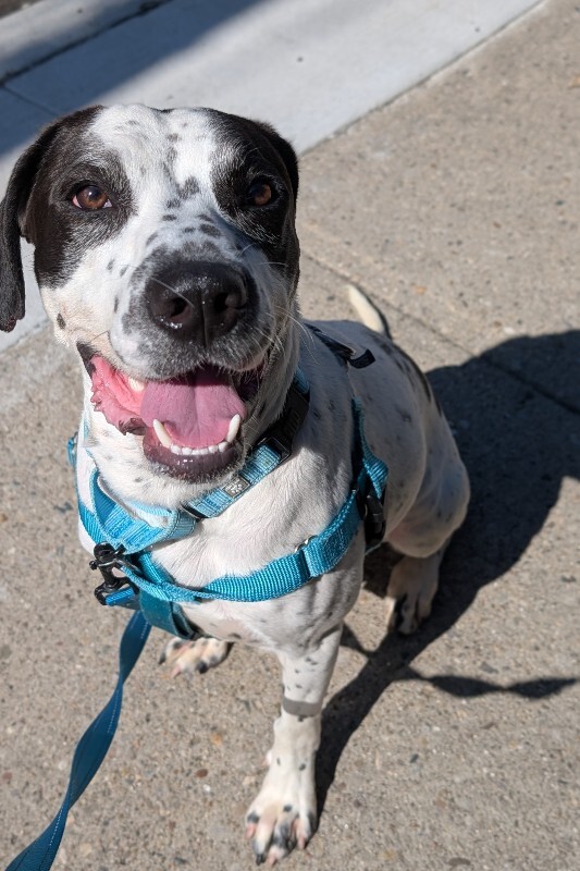 View Dehner the Dog Photo #3