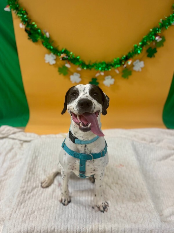 View Dehner the Dog Photo #9