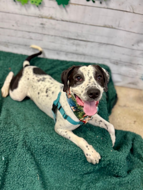 View Dehner the Dog Photo #13