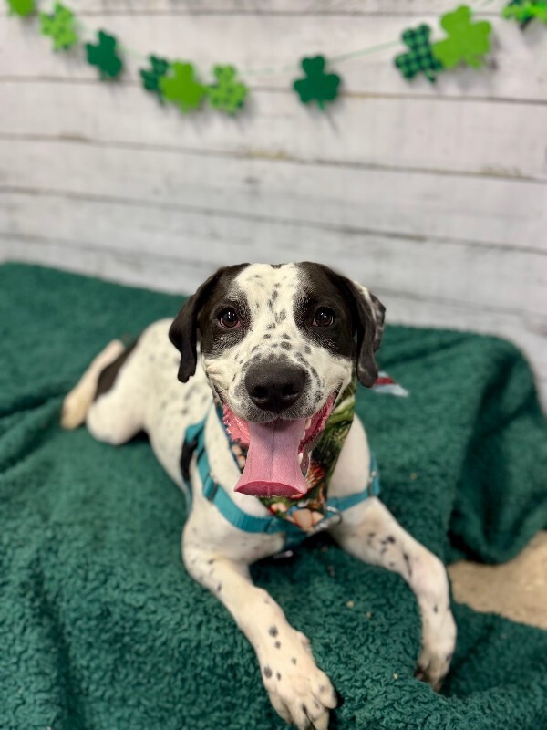 View Dehner the Dog Photo #10