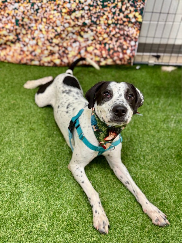 View Dehner the Dog Photo #11