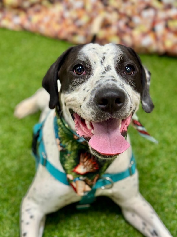 View Dehner the Dog Photo #12