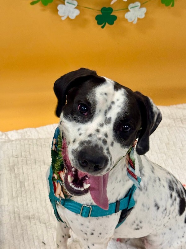 View Dehner the Dog Photo #8