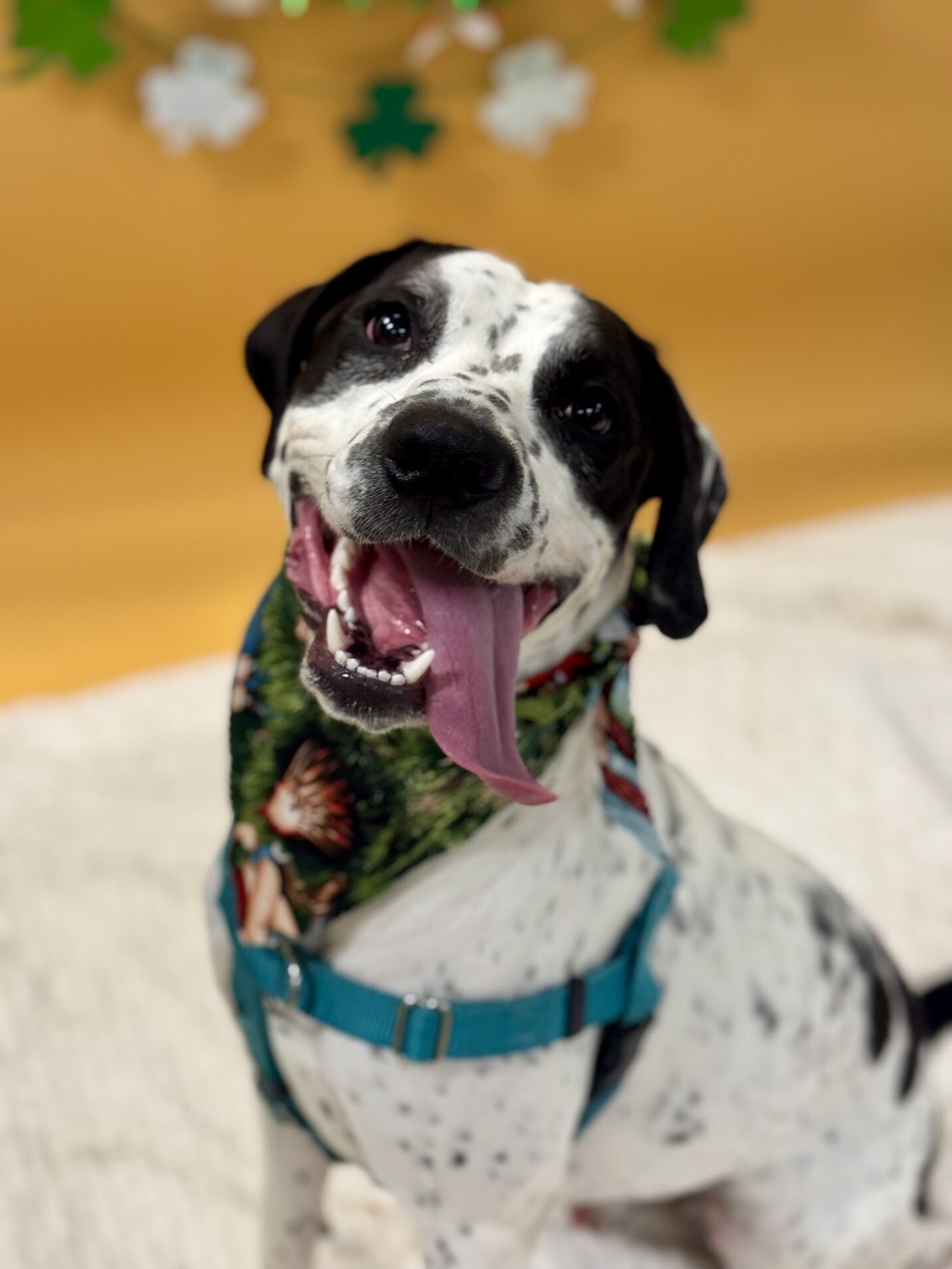 View Dehner the Dog Photo #2