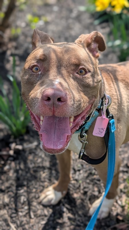 View Kash the Dog Photo #6