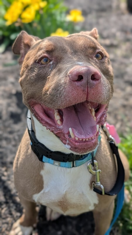 View Kash the Dog Photo #5