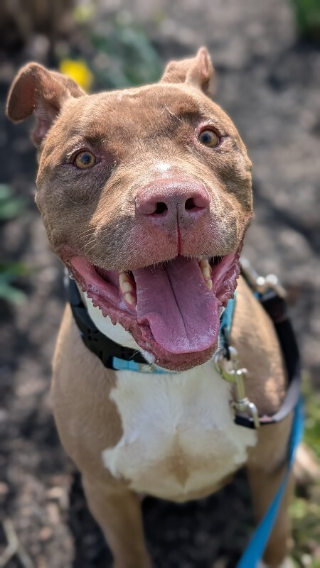 View Kash the Dog Photo #3