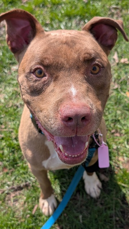 View Kash the Dog Photo #8