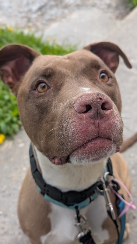 View Kash the Dog Photo #9