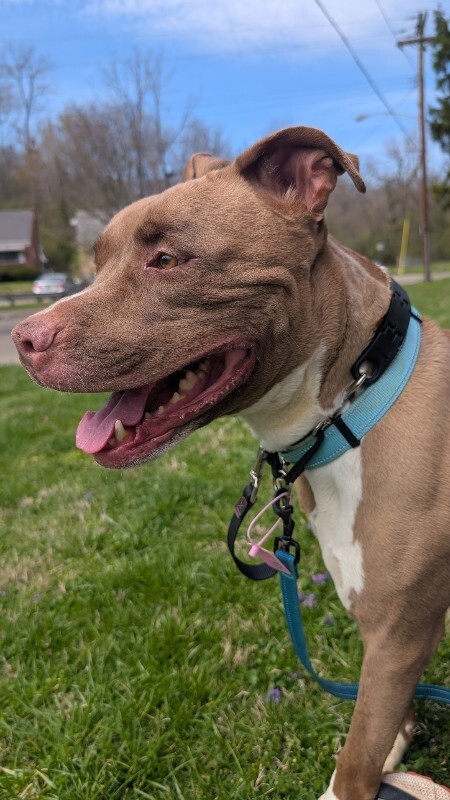 View Kash the Dog Photo #10