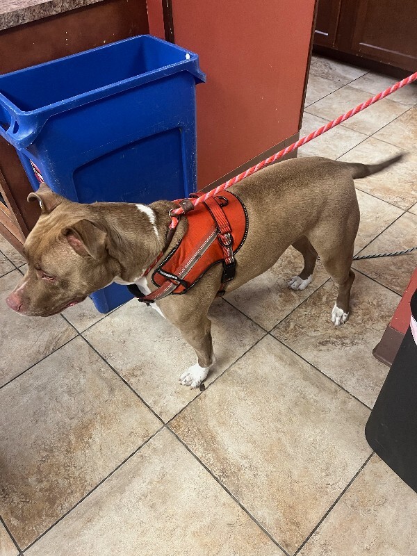 View Kash the Dog Photo #2