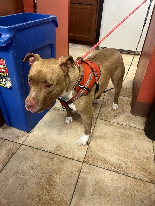 View Kash the Dog Photo #3