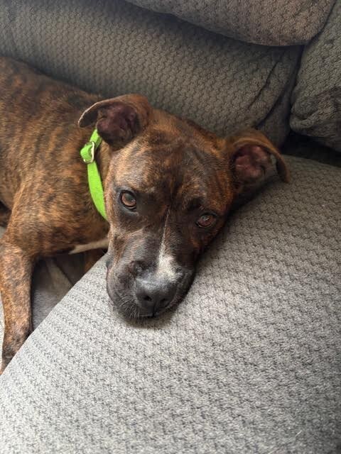 View Reeza the Dog Photo #16