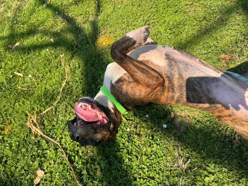 View Reeza the Dog Photo #2