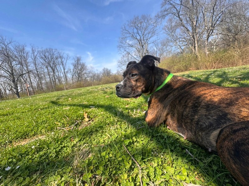 View Reeza the Dog Photo #8