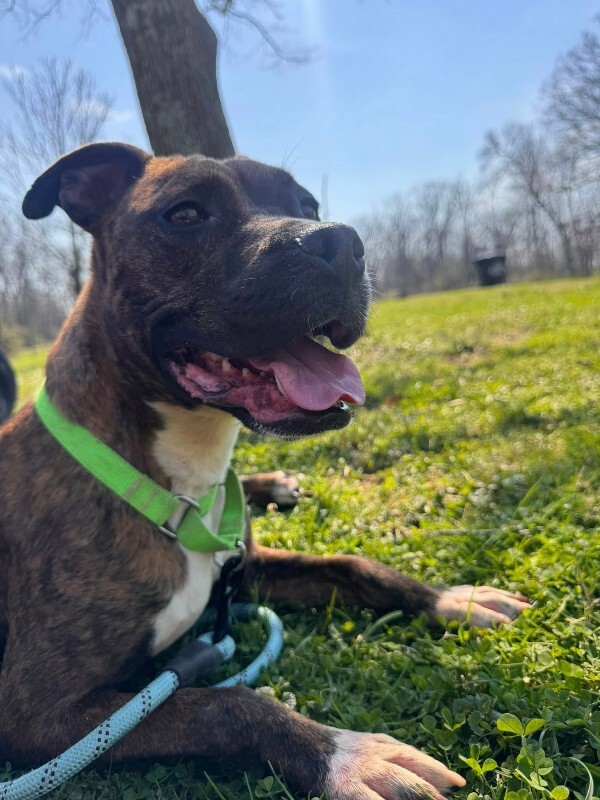 View Reeza the Dog Photo #9