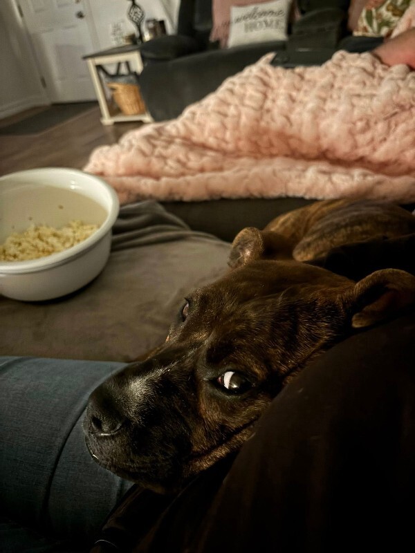 View Reeza the Dog Photo #15