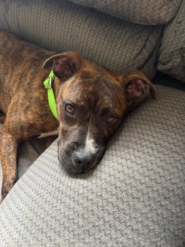 View Reeza the Dog Photo #13