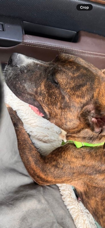 View Reeza the Dog Photo #6