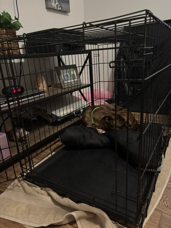 View Reeza the Dog Photo #14