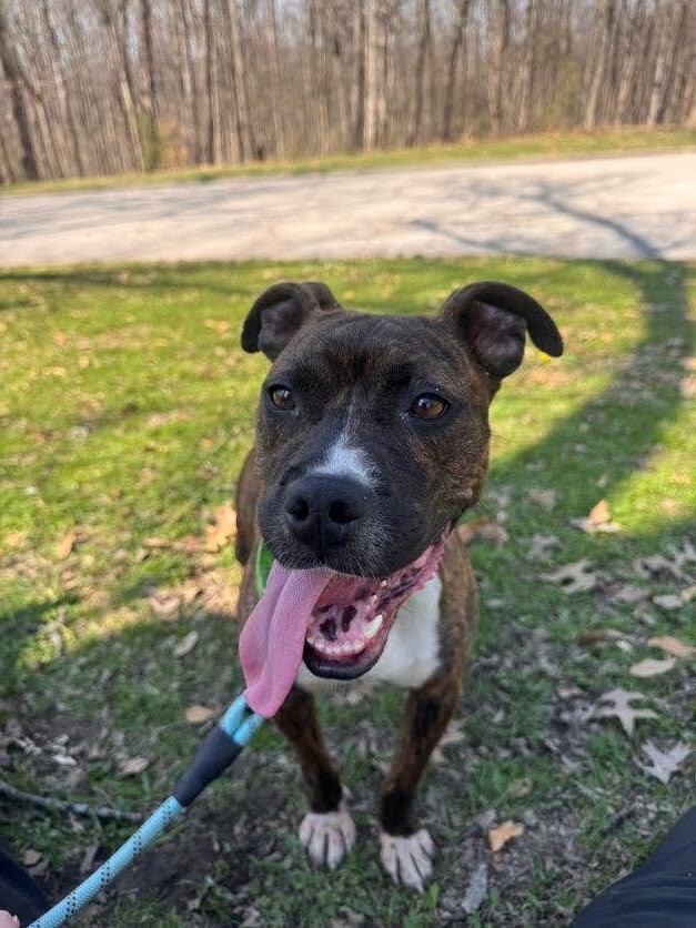 View Reeza the Dog Photo #10