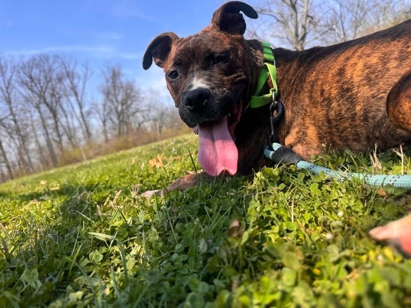 View Reeza the Dog Photo #12