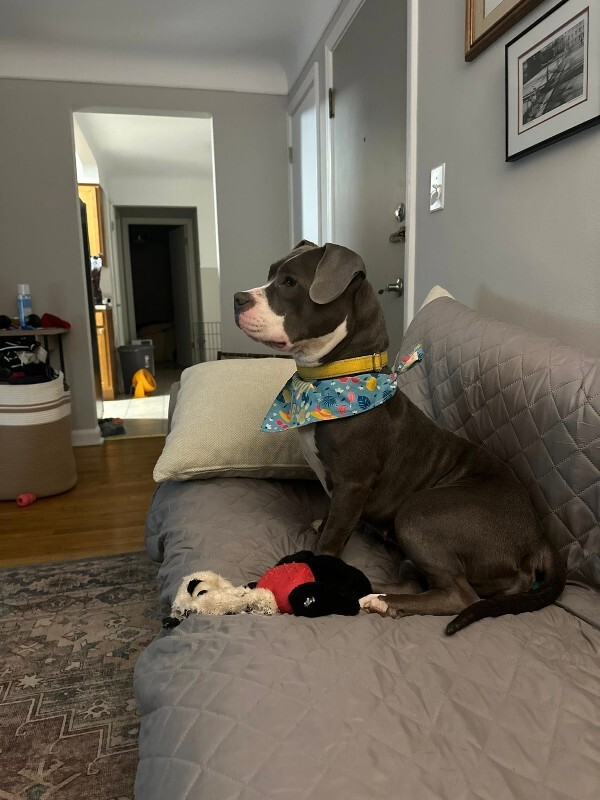 View Island the Dog Photo #2