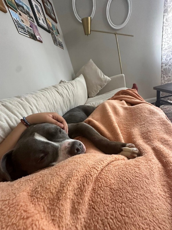 View Island the Dog Photo #4