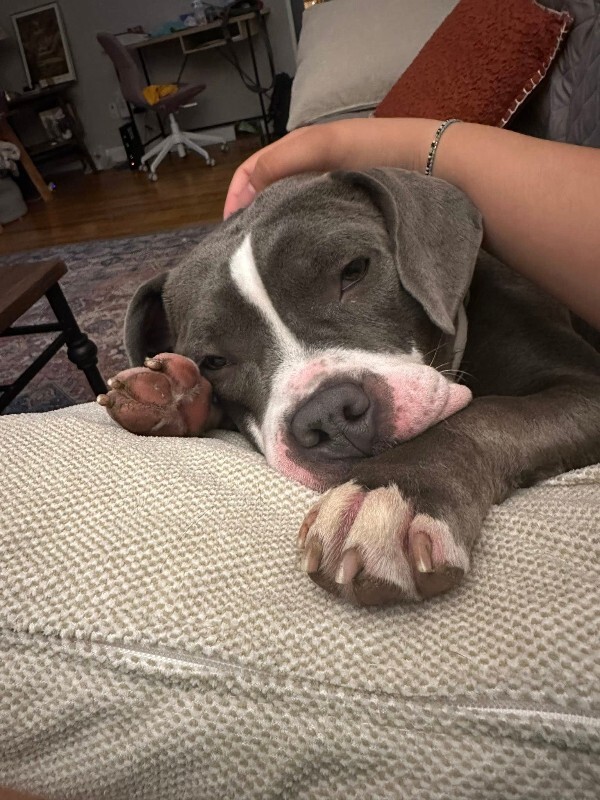 View Island the Dog Photo #5