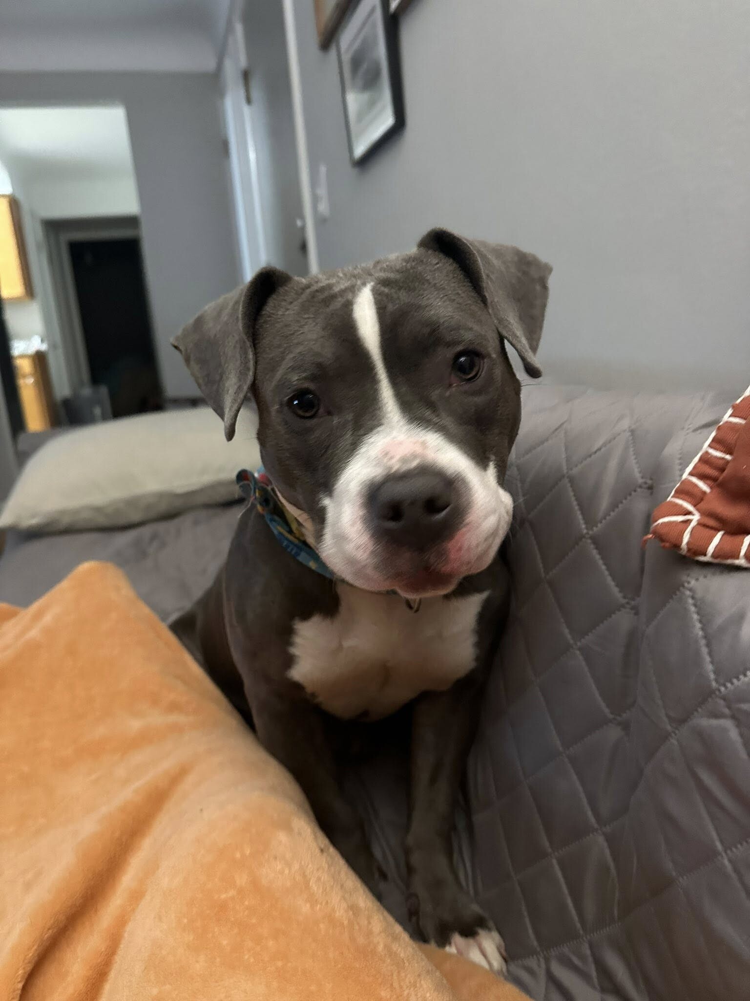 View Island the Dog Photo #7