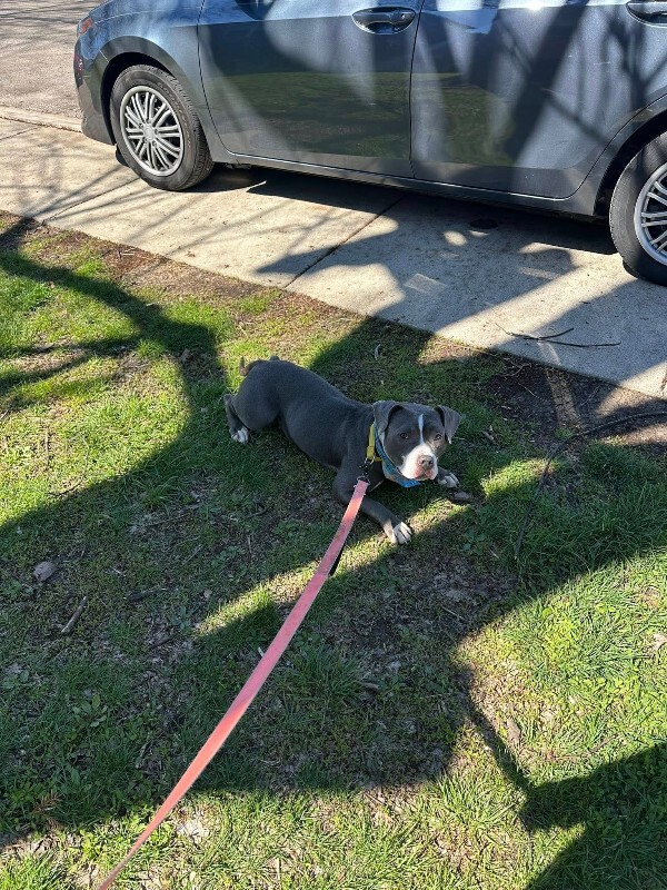 View Island the Dog Photo #6