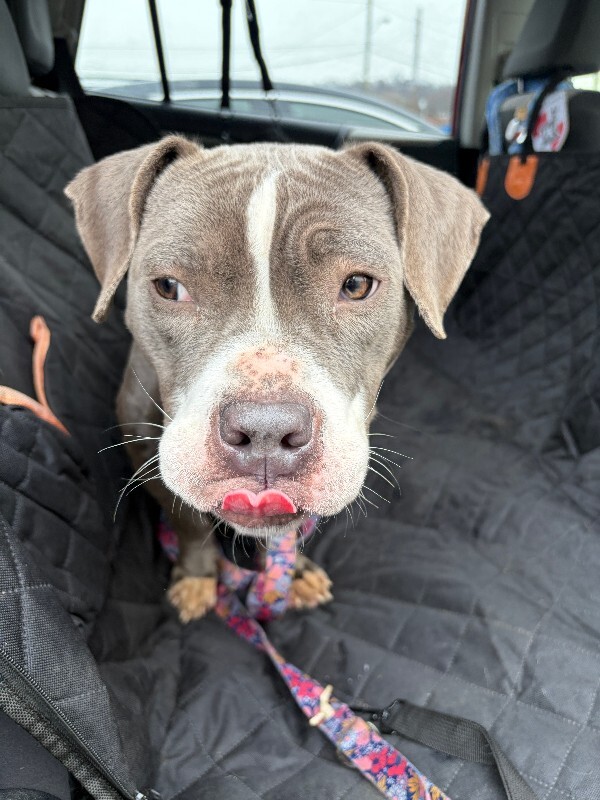 View Island the Dog Photo #13