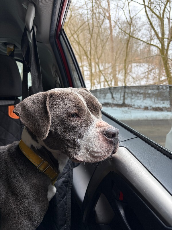 View Island the Dog Photo #12