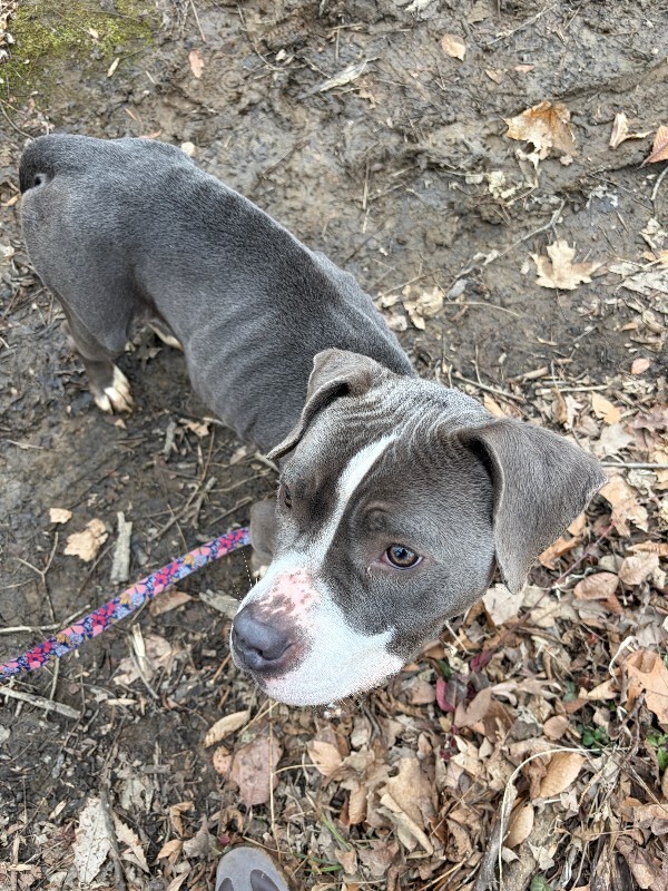 View Island the Dog Photo #11