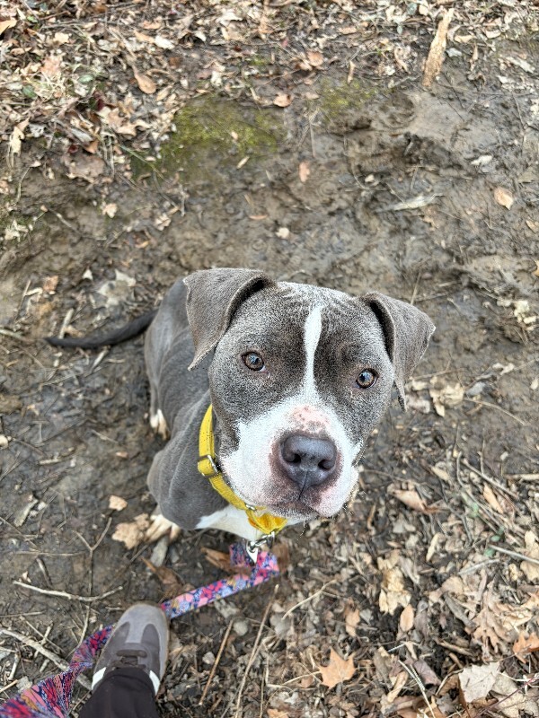 View Island the Dog Photo #10