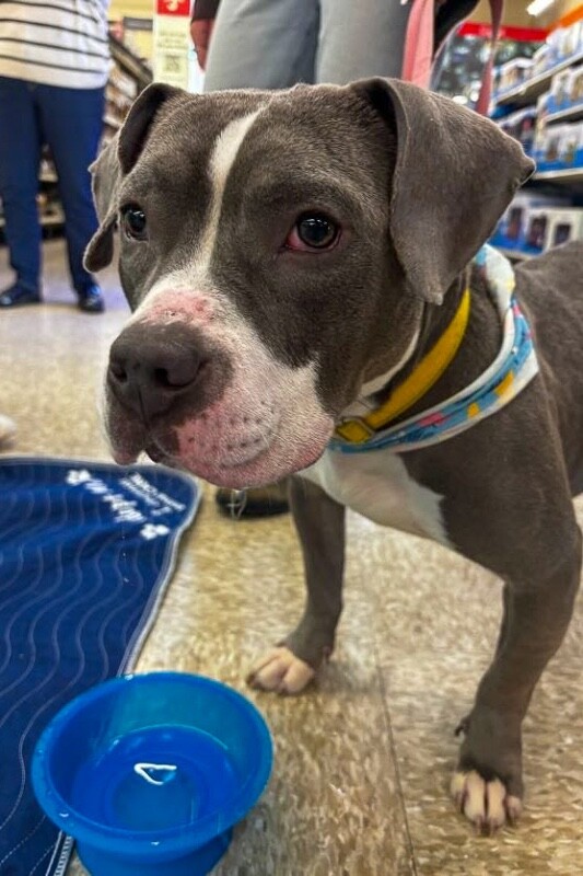 View Island the Dog Photo #9