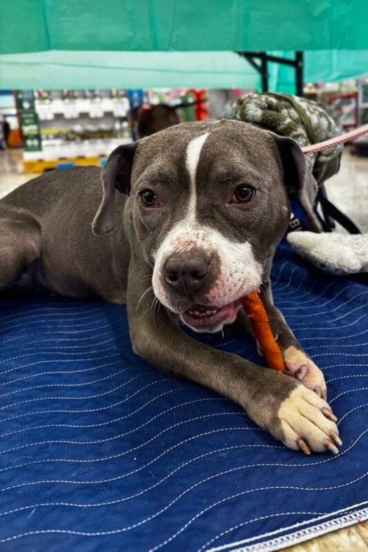 View Island the Dog Photo #8