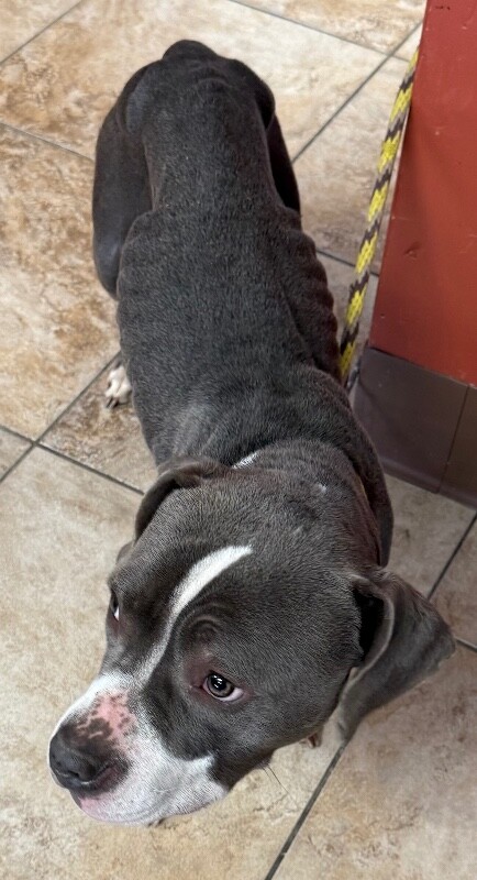 View Island the Dog Photo #2