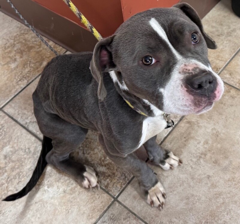 View Island the Dog Photo #3