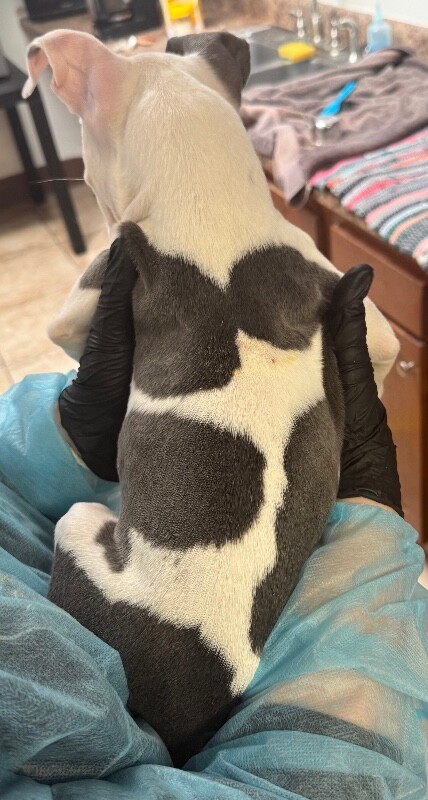 View Marceline the Dog Photo #3