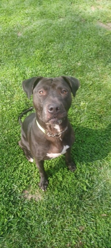 View Aiden the Dog Photo #10