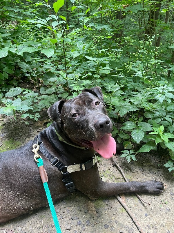 View Aiden the Dog Photo #18