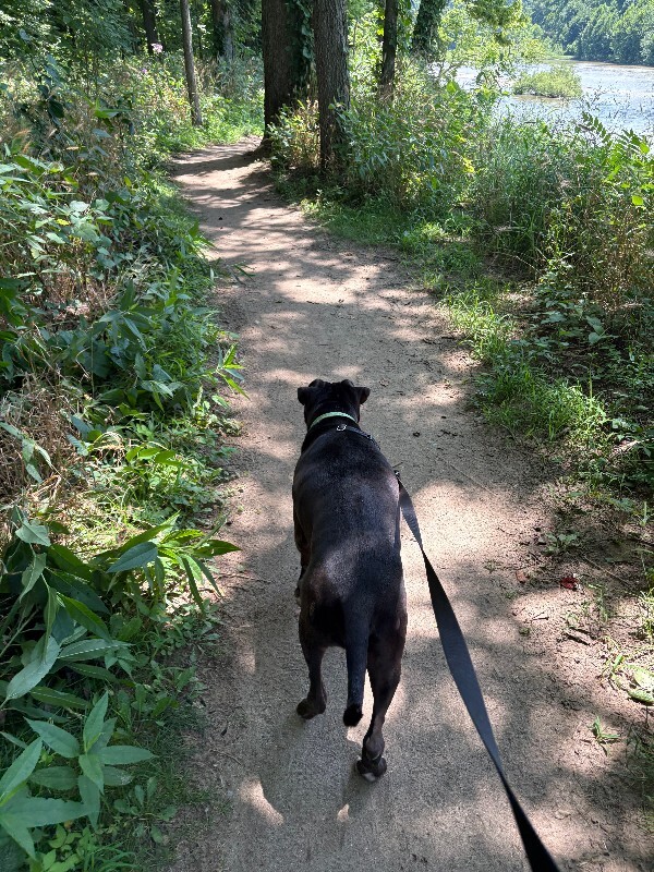 View Aiden the Dog Photo #20