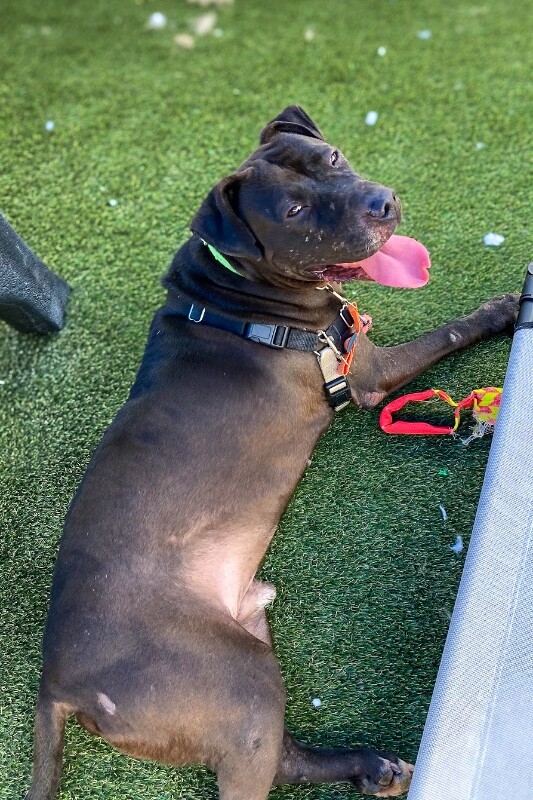 View Aiden the Dog Photo #13