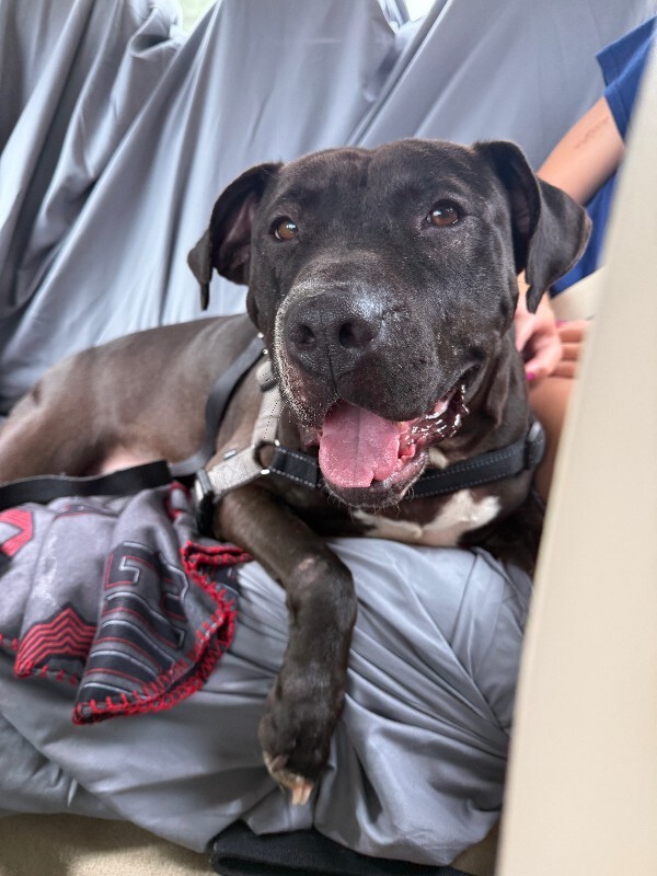View Aiden the Dog Photo #5