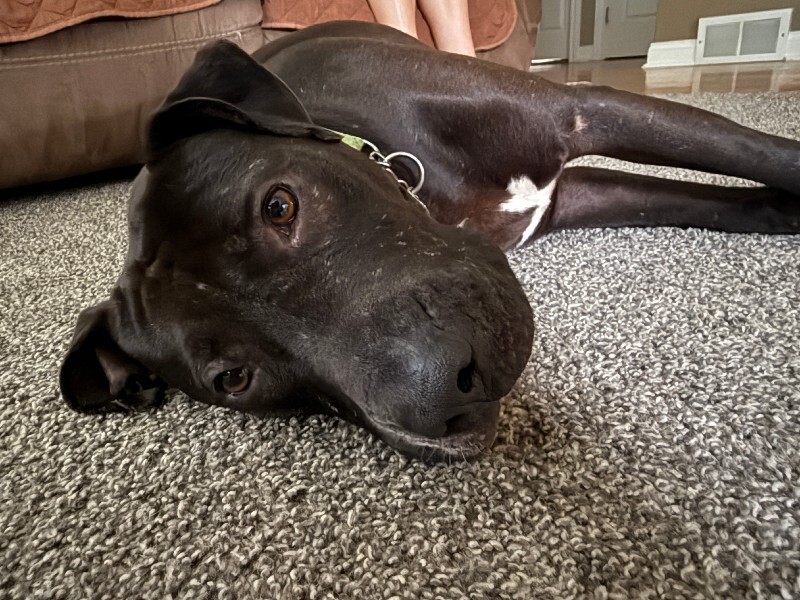 View Aiden the Dog Photo #6