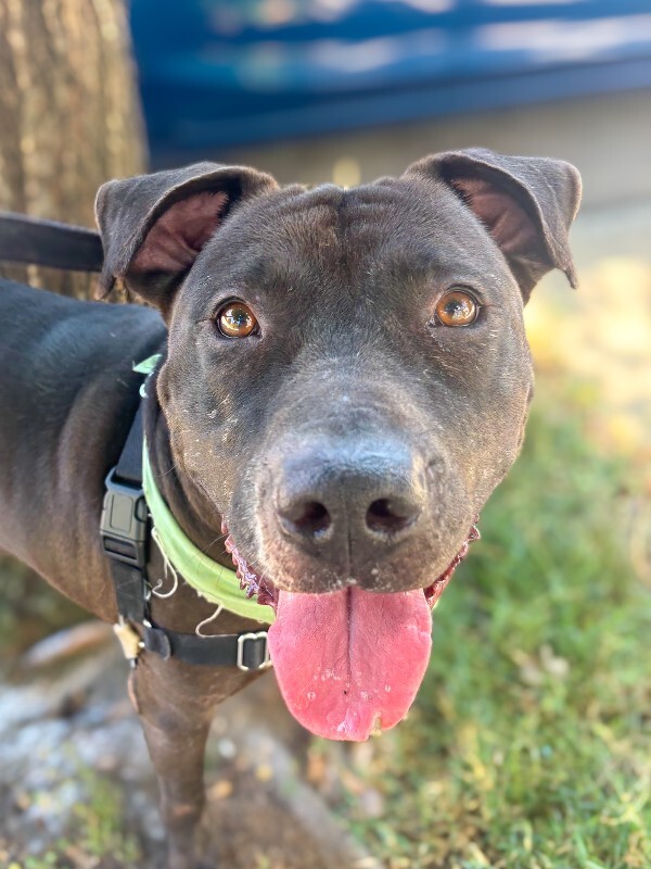 Learn More About Aiden Aiden - Dog
